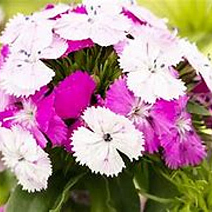 Dianthus b. Dash Magican GM P9