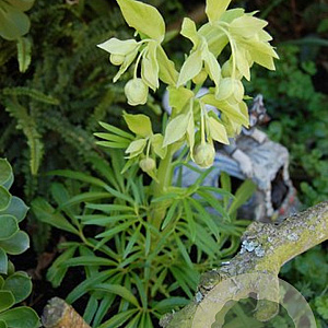 Helleborus f. 'Gold Bullion' GM P9