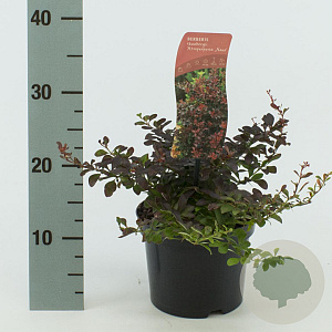 Berberis thunb. 'Atropurpurea Nana' 20-25 cm 2,0L