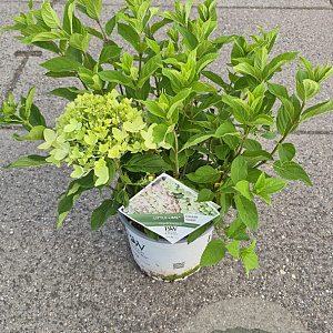 Hydrangea pan. Little Lime 40-50 cm 5,0L