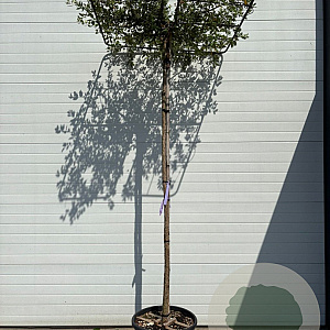 Quercus suber 10-12 HO container dakvorm 120 250 cm stam