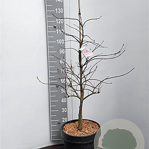 Acer pal. 'Garnet' 100-125 cm 10L