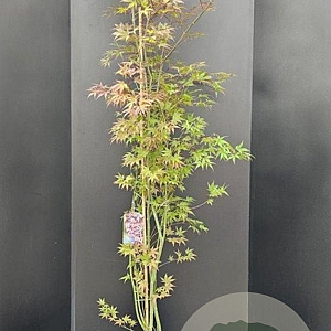 Acer pal. 'Atropurpureum' 150-175 cm 20L
