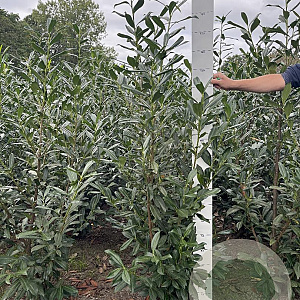 Prunus l. 'Caucasica' 175-200 cm met kluit