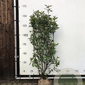 Photinia fraseri 'Red Robin' 140-160 cm met kluit