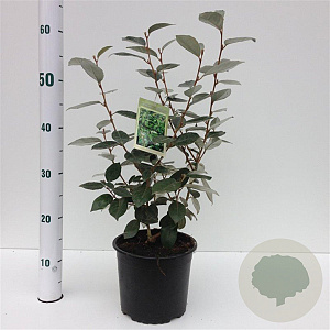 Elaeagnus ebbingei 30-40 cm 3,0L