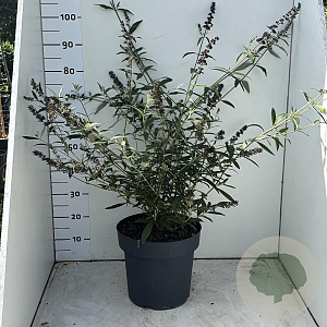 Buddleja d. 'Black Knight' 80-100 cm 12L