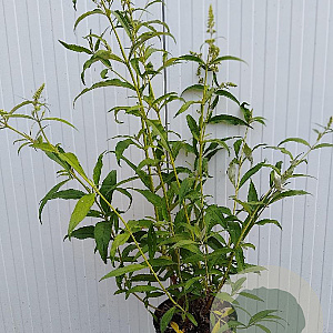 Buddleja d. 'White Profusion' 80-100 cm 5,0L