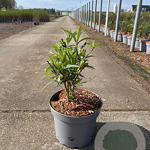 Buddleja d. 'White Profusion' 80-100 cm 5,0L