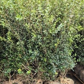 Osmanthus burkwoodii 100-120 cm met kluit