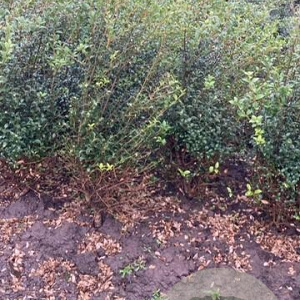 Osmanthus burkwoodii 100-120 cm met kluit