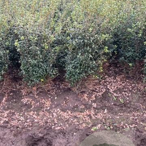 Osmanthus burkwoodii 100-120 cm met kluit
