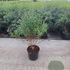 Osmanthus burkwoodii 80-100 cm 20L