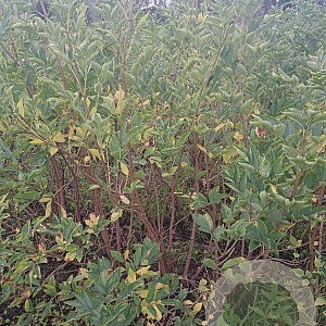 Sambucus nigra 150-175 cm met kluit