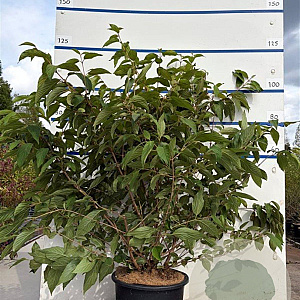 Viburnum plic. 'Mariesii' 100-125 cm 20L