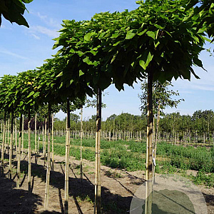 Catalpa bignonioides 'Nana' 14-16 HO draadkluit