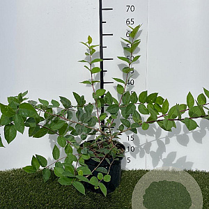 Lonicera purpusii 'Winter Beauty' 40-50 cm 3,0L