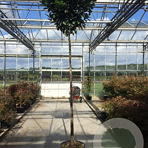 Prunus l. Etna 10-12 cm container 200 cm stam