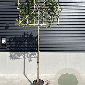 Photinia fraseri 'Red Robin' 8-10 cm container 180 cm stam leiboom