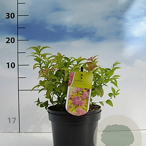 Spiraea jap. 'Goldflame' 20-30 cm 2,0L