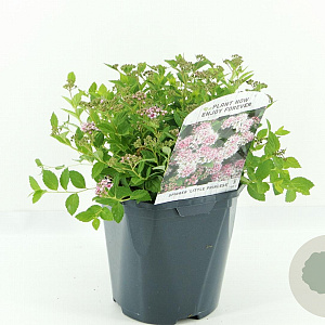Spiraea jap. 'Little Princess' 20-30 cm 2,0L