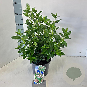 Viburnum tinus 30-35 cm 3,0L