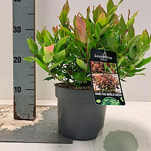 Leucothoe 'Zeblid' 20-30 cm 2,0L