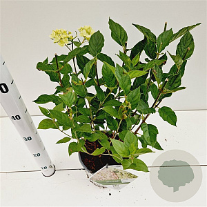 Hydrangea pan. Little Lime 30-40 cm 3,0L