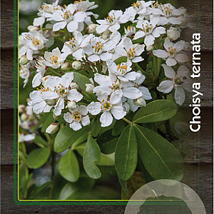 Choisya ternata 20-30 cm 2,0L