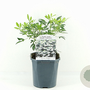 Choisya ternata 20-30 cm 2,0L