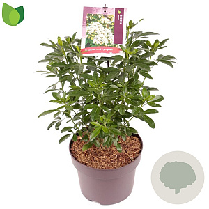 Choisya ternata 30-40 cm 5,0L