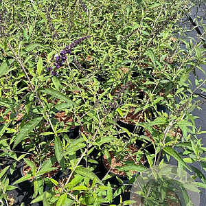 Buddleja d. 'Black Knight' 50-60 cm 3,0L