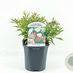 Spiraea jap. 'Genpei' 20-30 cm 2,0L