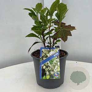 Hydrangea quercifolia GM C3