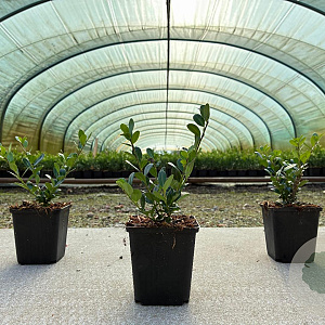 Ilex crenata 'Caroline Upright' 10-20 cm P9