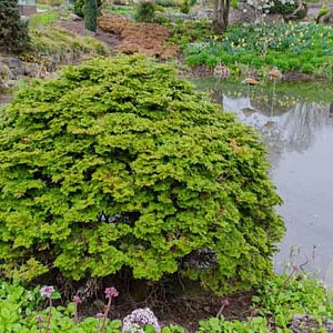 Chamaecyparis o. 'Pygmaea' 20-25 cm 2,0L