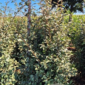 Elaeagnus ebbingei 175-200 cm draadkluit extra