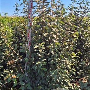 Elaeagnus ebbingei 175-200 cm draadkluit extra
