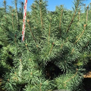 Pinus sylvestris 200-225 cm draadkluit