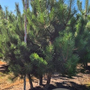 Pinus nigra nigra 200-250 cm draadkluit meerstammig 160-180 cm diameter