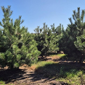 Pinus nigra nigra 200-250 cm draadkluit meerstammig 160-180 cm diameter