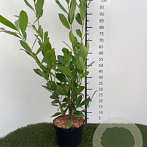 Prunus l. 'Caucasica' 80-100 cm 4,0L