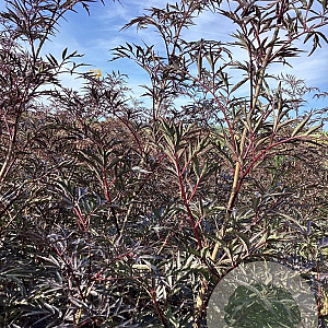 Sambucus nigra Black Lace 100-125 cm wortelgoed