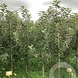 Malus d. 'Elstar' 150-175 cm wortelgoed