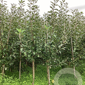 Malus d. 'James Grieve' 175-200 cm wortelgoed