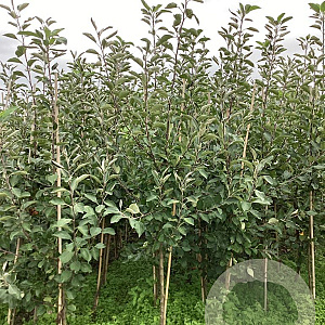 Malus d. 'James Grieve' 200-250 cm wortelgoed