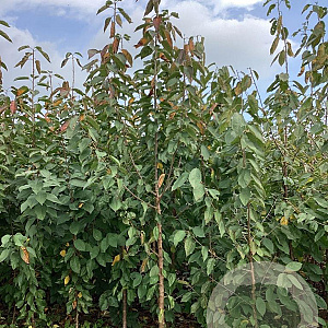 Prunus a. 'Regina' 200-250 cm wortelgoed