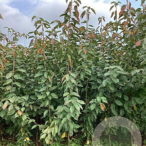 Prunus a. 'Regina' 175-200 cm wortelgoed