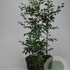Fagus sylvatica 125-150 cm 7,5L Gestokt