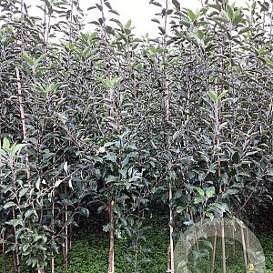Malus d. 'Cox's Orange Pippin' 175-200 cm wortelgoed